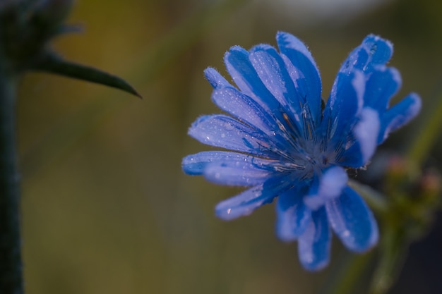 Foto blaue zichorienblume