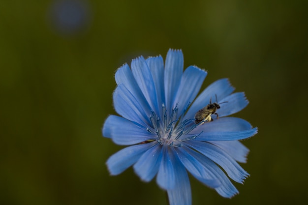 Blaue Zichorienblume