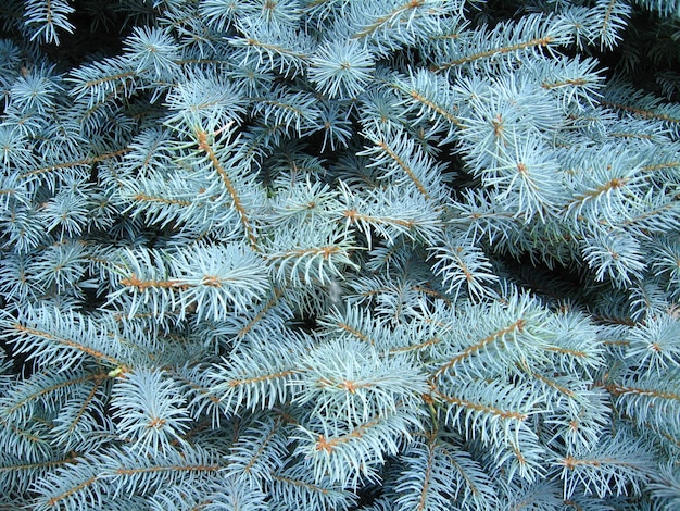 Blaue Zweige eines jungen Pelzbaums