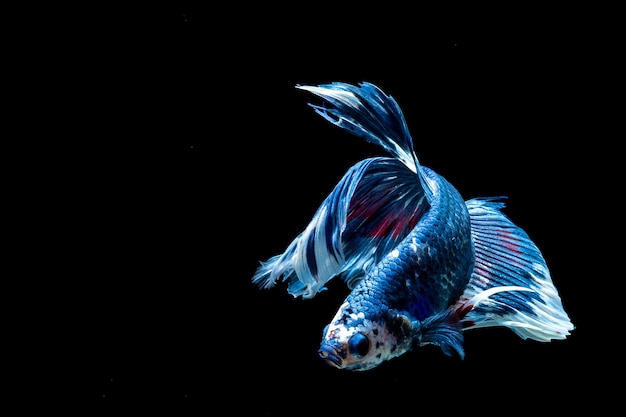 Blauer Alpha-Betta-Fisch