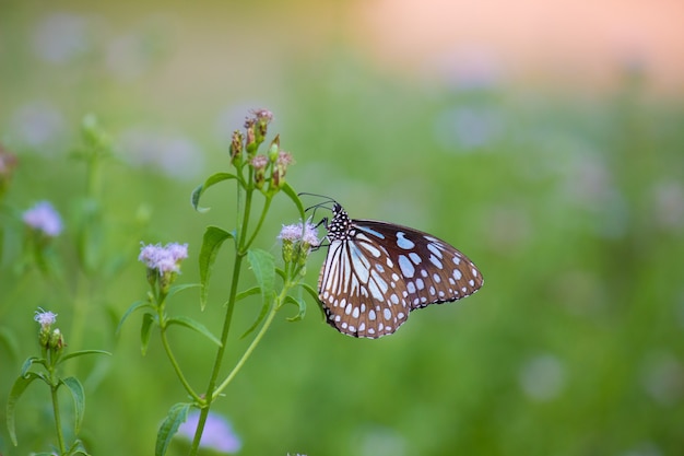 Blauer beschmutzter Milkweed-Schmetterling