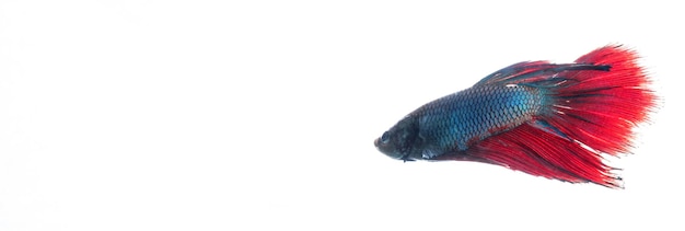 Blauer Betafisch mit festem weißem Hintergrund