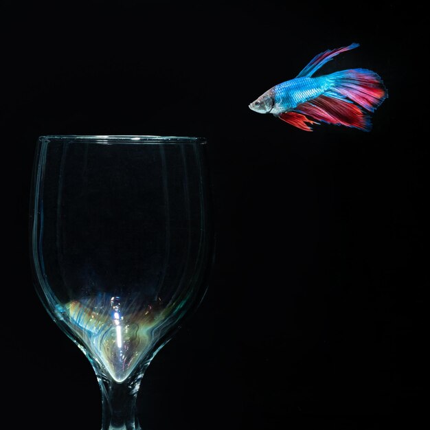 Blauer Betta-Fisch im Glas mit schwarzem Hintergrund