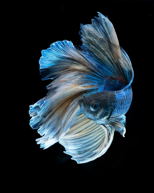 Blauer Betta-Fisch mit festem schwarzem Hintergrund