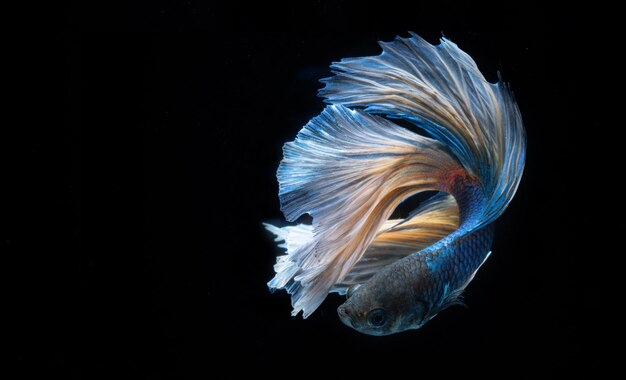 Blauer Betta-Fisch mit festem schwarzem Hintergrund