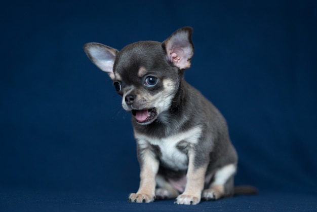 Blauer Chihuahua-Welpe auf einem klassischen blauen Hintergrund.