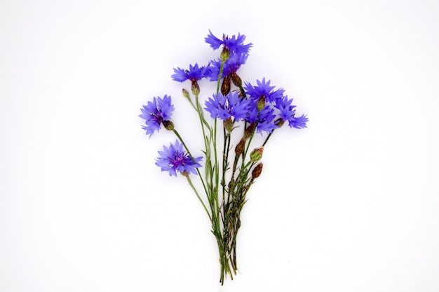 Blauer Cornflower-Kraut- oder Junggeselleknopf-Blumenblumenstrauß lokalisiert