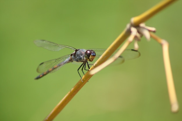 Foto blauer drache auf stiel fliegen