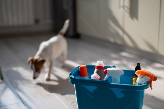 Blauer Eimer mit Waschmittelflaschen auf hellem Parkettboden. Jack-Russell-Terrier vor einem Hintergrund mit Reinigungsmitteln. Haushaltschemikalien für die Hausreinigung