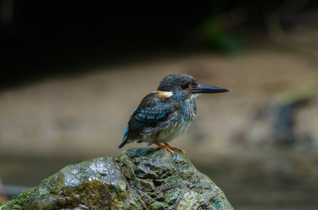 Blauer Eisvogel (Alcedo euryzona)