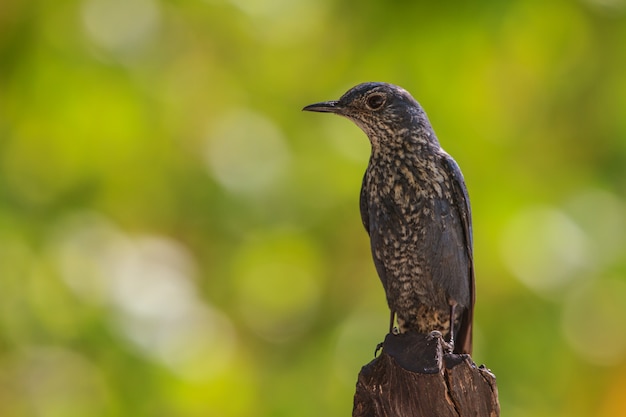 Blauer Felsen-Drosselvogel (Monticola Solitarius)