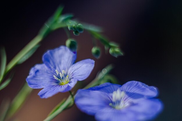 Blauer Flachs Linum perenne Flachs Linum Usitatissimum KOPIERRAUM weicher Fokus