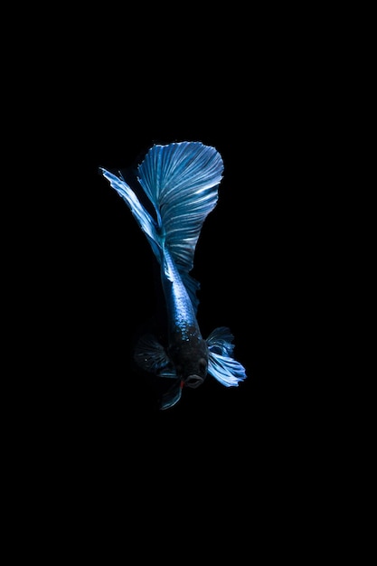 Blauer Halbmond Betta Fisch Betta splendens isoliert auf schwarzem Hintergrund