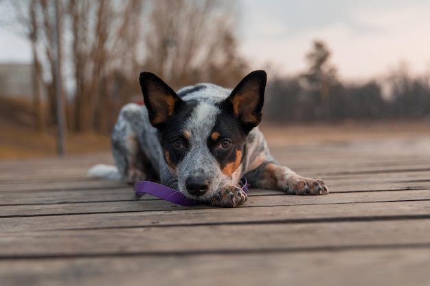 Blauer Heeler-Hund auf dem Dock Australische Rinderhunderasse, die im Freien sitzt