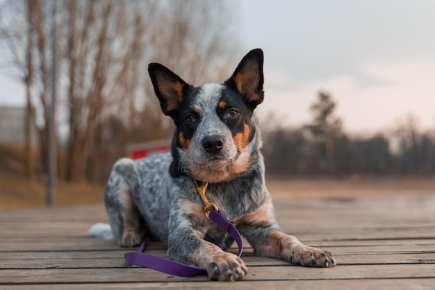 Blauer Heeler-Hund auf dem Dock Australische Rinderhunderasse, die im Freien sitzt