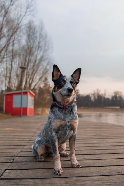 Blauer Heeler-Hund auf dem Dock Australische Rinderhunderasse, die im Freien sitzt