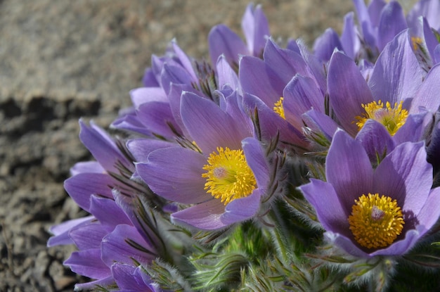 Blauer Hexenschuss blüht im Frühling im Garten