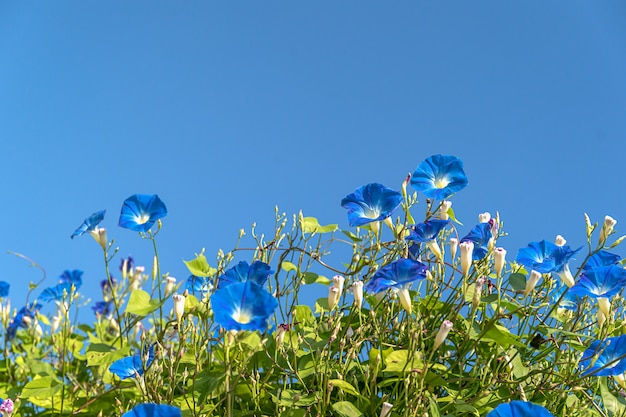 Blauer Himmel des Windenblumenagenten