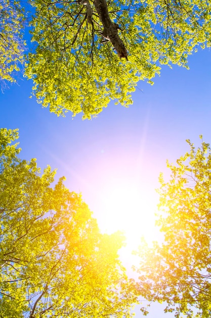 Blauer Himmel durch die Bäume