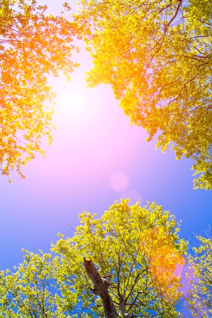 Blauer Himmel durch die Bäume