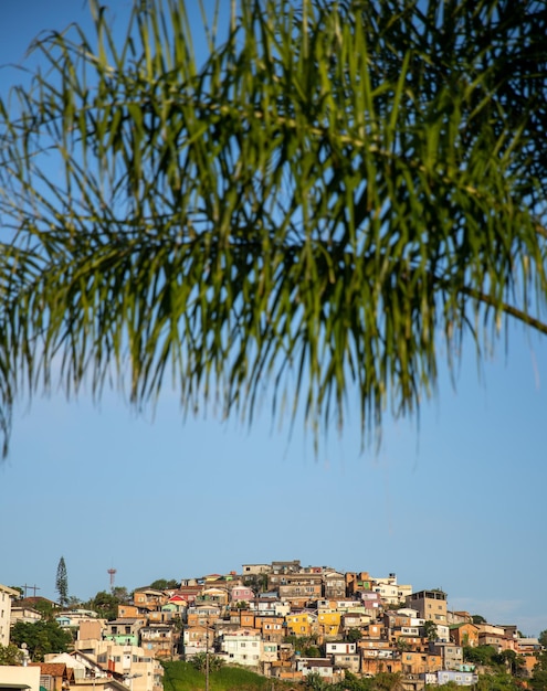 blauer himmel grüne palmblätter und mehrere häuser im hintergrund oben auf dem sonnigen tag des berges