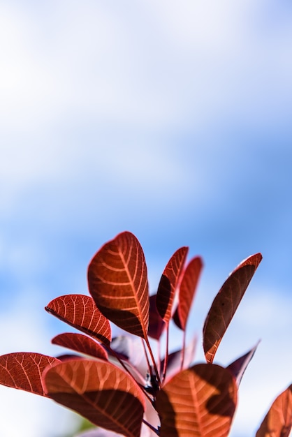 Blauer Himmel Hintergrund rote Blätter