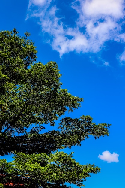 Blauer Himmel mit Bäumen