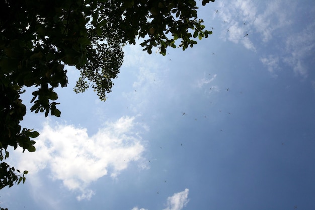 blauer Himmel mit fliegenden Libellen