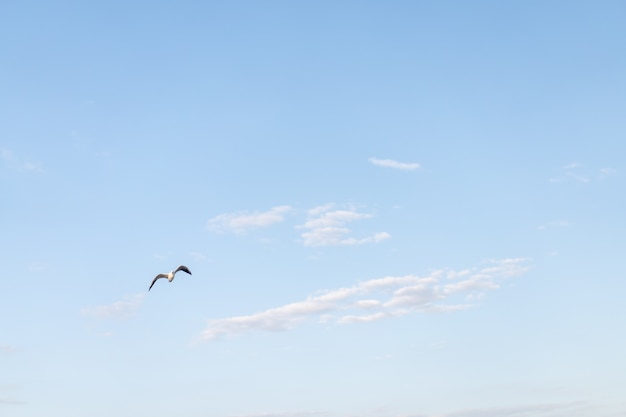 Blauer Himmel mit Wolke und Vogel