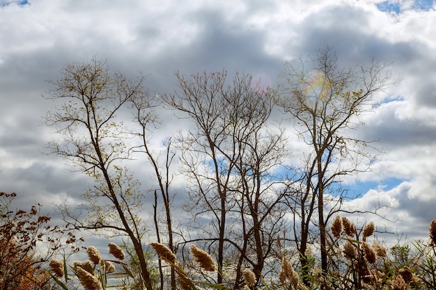 Blauer Himmel mit Wolken durch Herbstkronen