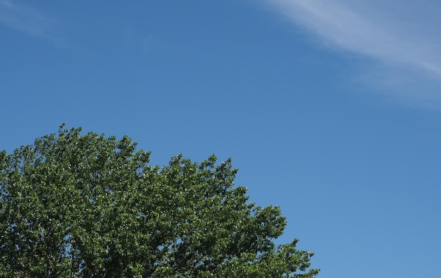 Blauer Himmel mit Wolken und Baumwipfel