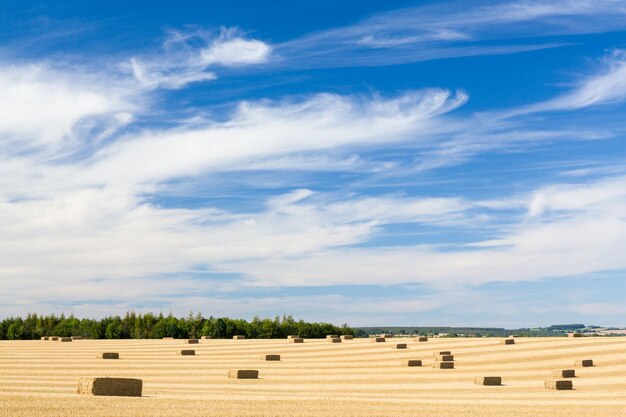 Blauer Himmel über Maisfeldern in England