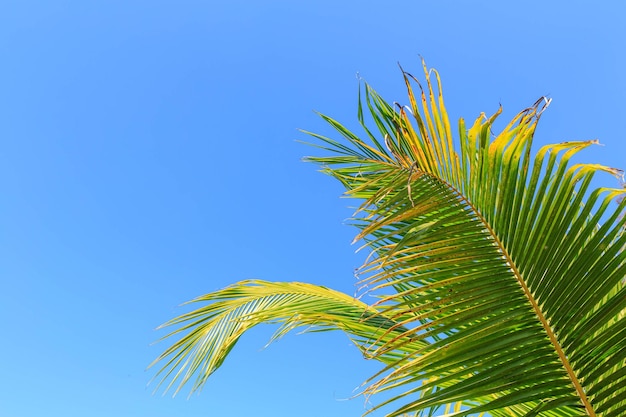 Blauer Himmel und Blätter der Kokospalme Sommerurlaubskonzept.