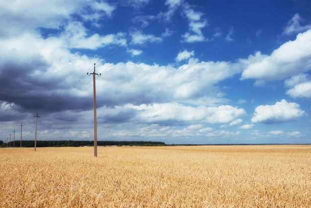 Blauer Himmel und goldenes Weizenfeld.