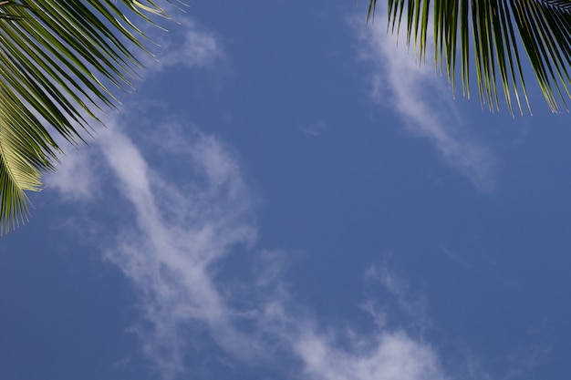 Blauer Himmel und Palmblätter am Strand