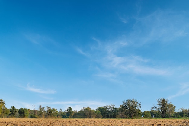 Blauer Himmel und schöne Wolke mit Baumland.