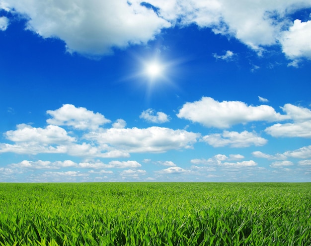 Blauer Himmel und Sonne des grünen Feldes