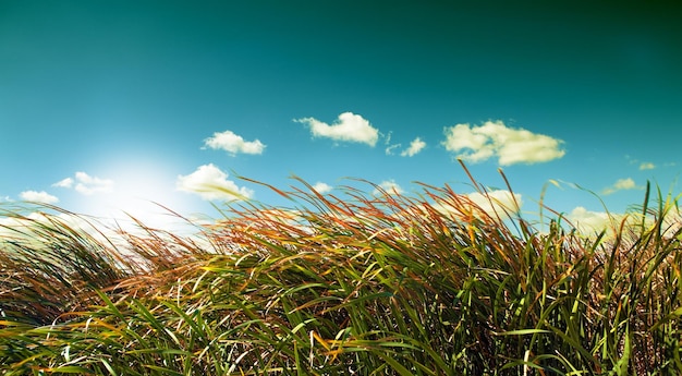 Blauer Himmel und Vegetation