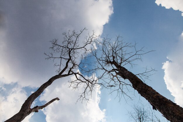 Blauer Himmel und Wolken des toten stehenden Baumhintergrunds.