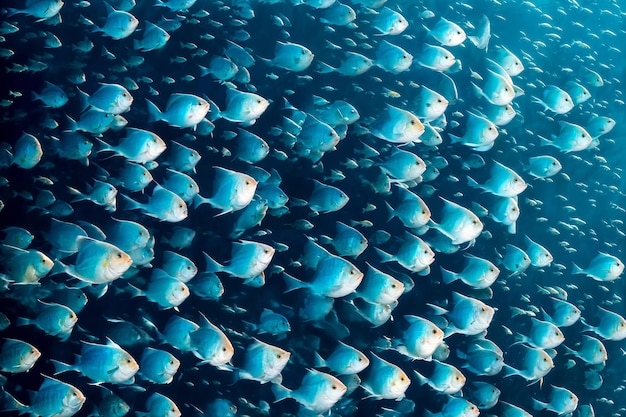 Blauer Hintergrund Fischschwarm unter Wasser