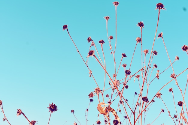 Blauer Hintergrund mit Weinleseblumen