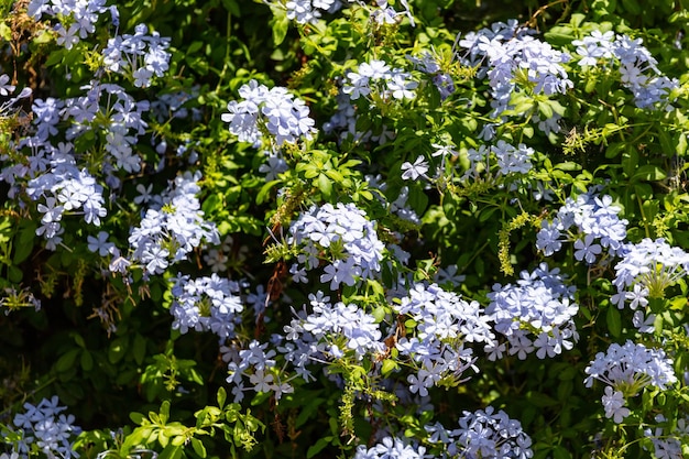 Blauer Jasmin blüht vollen Hintergrund