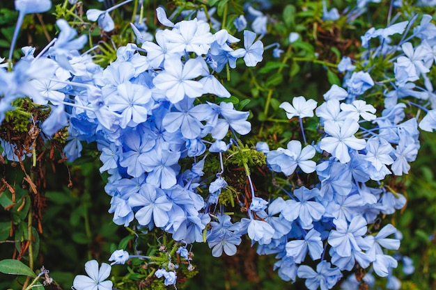 Blauer Jasmin mit Blumen