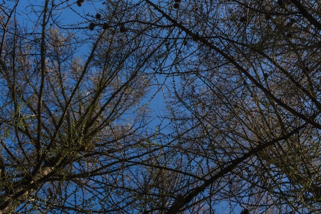 Blauer klarer Himmel durch die Zweigansicht von unten