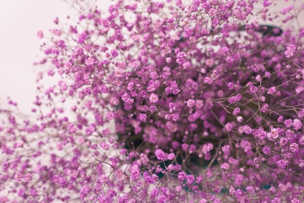 Blauer Korb mit rosa Gypsophila-Blume aus nächster Nähe