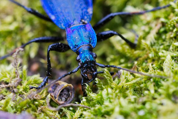 Blauer Laufkäfer Carabus Intricatus auf einem Moos