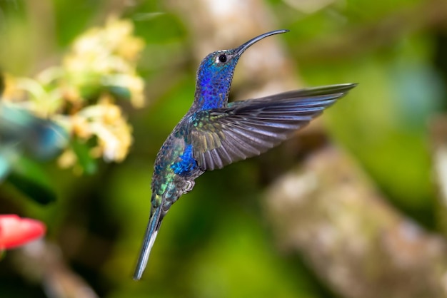 Blauer, lila Kolibri fliegt in Zentralamerika, Costa Rica. Violett-Säbelvogel, Campylopterus hemileucurus