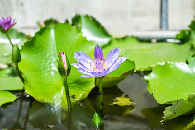 Blauer Lotus oder Seerose wächst in Vietnam aus nächster Nähe