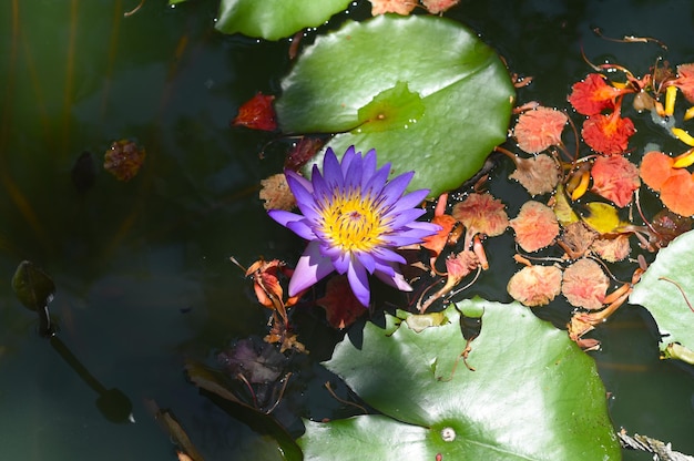 Blauer Lotus oder Seerose wächst in Vietnam