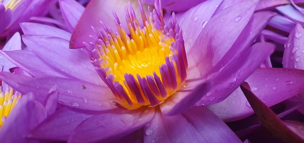 Blauer Lotus Ruhe Gelassenheit in der Natur Färbung